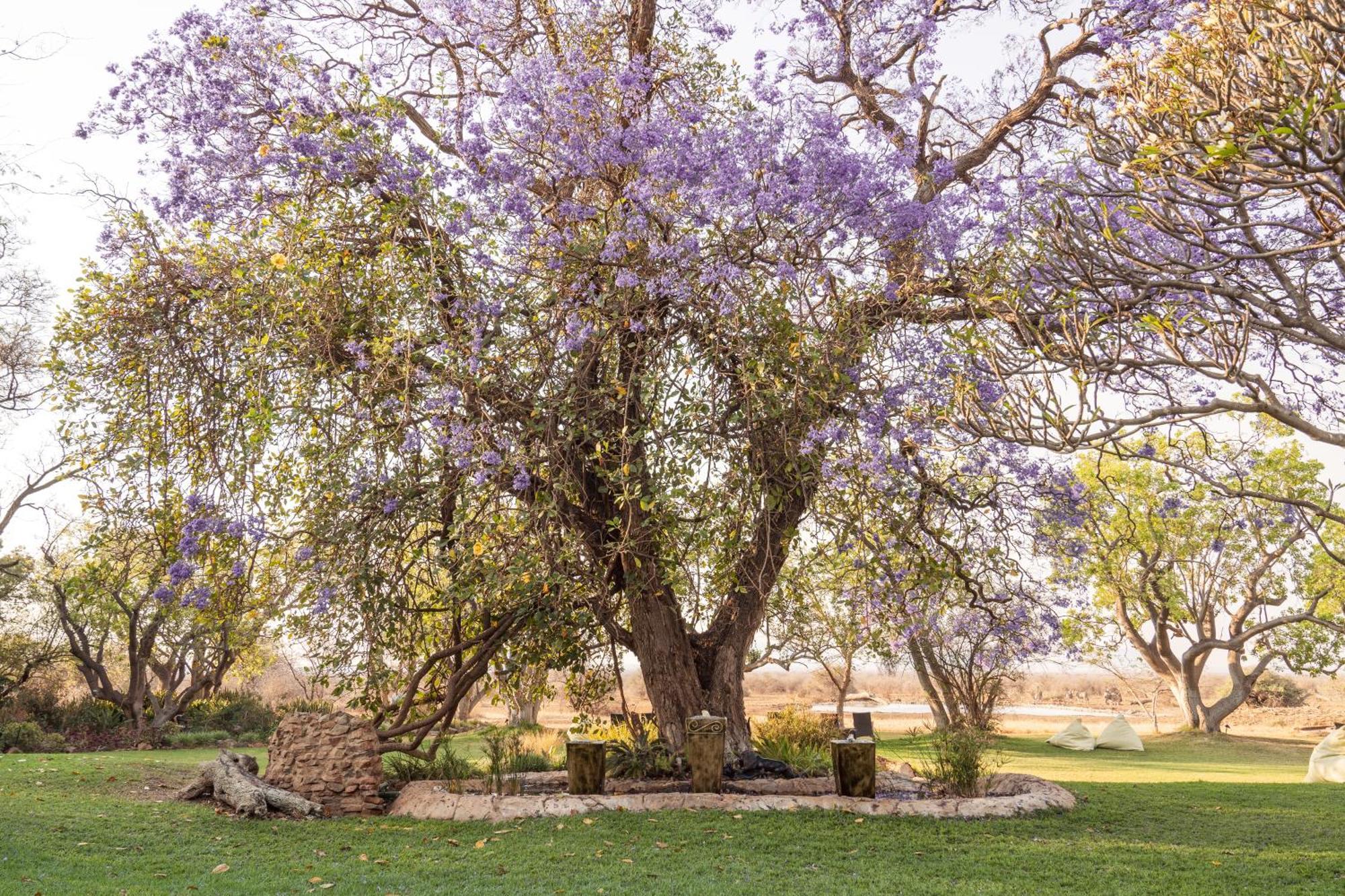שמורת הציד מאדיקווה Last Word Madikwe מראה חיצוני תמונה